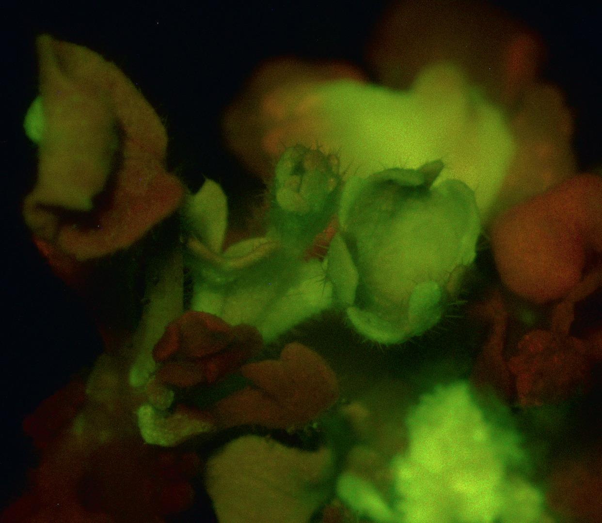 transformed_plant